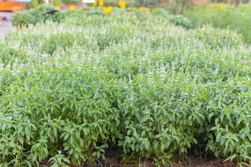 Ocimum , hoary basil or lemon basil plant