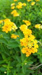 Lantana camara in the garden