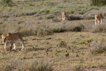 three young lions walking