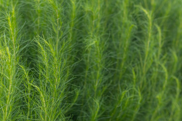 close up of Artemisia capillaris in the garden