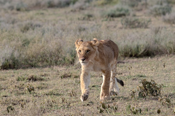 young lion walking in the savannah