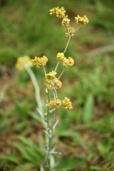 small bouquet of flowers that grow on the lawn