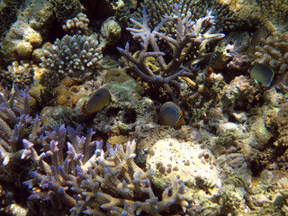 Fototapeta na wymiar Plongée dans les coraux