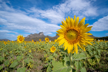 closeup group of blooming sunflower with blurred background, sunflower blooming in summer in Thailand, their seed will be change to Sunflower seed germination