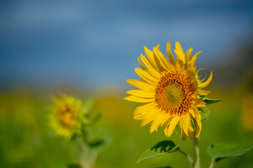 closeup group of blooming sunflower with blurred background, sunflower blooming in summer in Thailand, their seed will be change to Sunflower seed germination