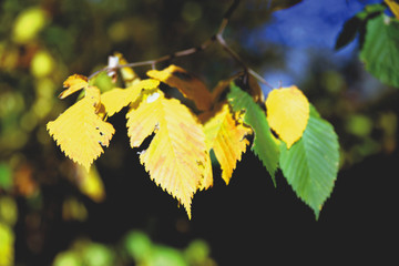 Autumn colours