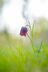 Charming spring Fritillaria meleagris flower in natural ecosystems. spring ephemeroid flower Fritillaria meleagris in natural ecosystems - landscape reserve 