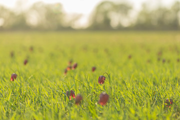 Charming spring Fritillaria meleagris flower in natural ecosystems. spring ephemeroid flower Fritillaria meleagris in natural ecosystems - landscape reserve 