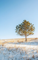 A frozen alone tree on a hill in winter season, frozen field with a alone tree on hill