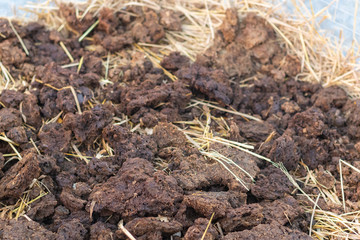 homemade organic fertilizer at the garden
