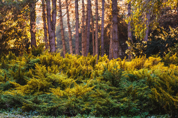 A beautiful nature photo of trees in handsome park