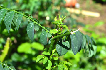 unique shape and texture of green leaves