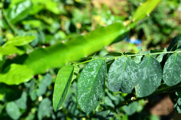 unique shape and texture of green leaves