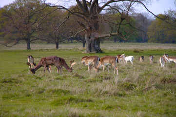 Naklejka na ściany i meble Herd of wild deers on a meadow