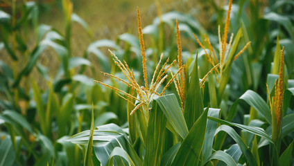 Agriculture concept. Photo of a corn plant field, with focus on some plants