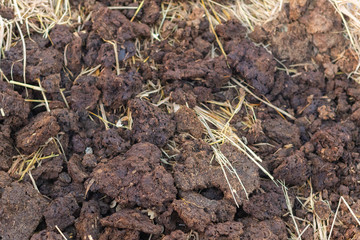 homemade organic fertilizer at the garden