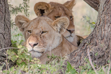 lion and lioness cubs