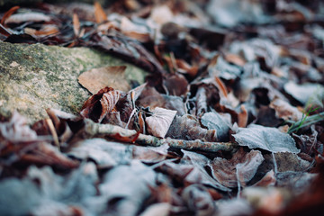 Close up of dry autumn leaves on the ground