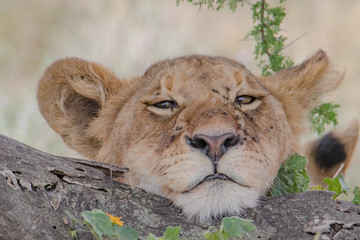 portrait of a  young lion