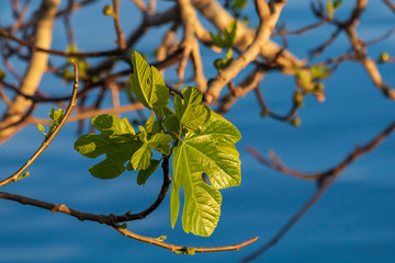 Figs leaves with veins macro close up. Young shoot of plant growth in fruits orchard. Part of plant of fig tree with  leafs