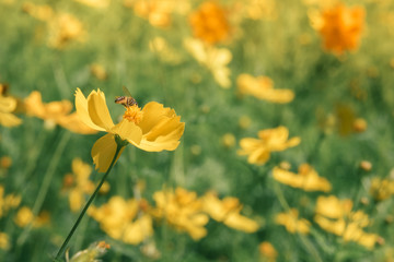 Obraz premium Yellow cosmos blooming, closeup cosmos, isolate yellow cosmos