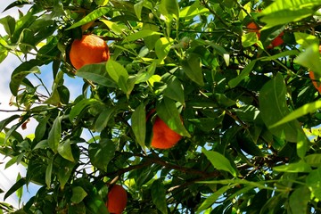 tree covered with ripe oranges and white flowers
