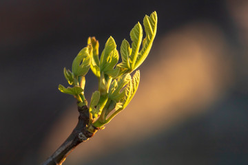 Figs leaves with veins macro close up. Young shoot of plant growth in fruits orchard. Part of plant...