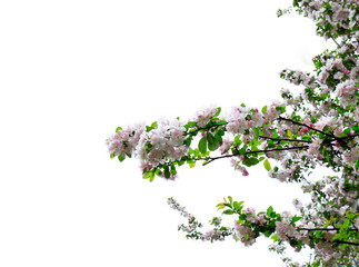 Flowering crabapple in the garden
