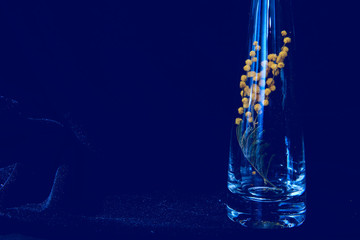 Inside the elongated glass vase there is a sprig of mimosa with yellow flowers. Image in blue. Concept - mood