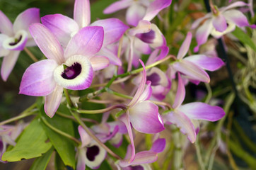 Hermosas orquídeas salvajes lilas y blancas 