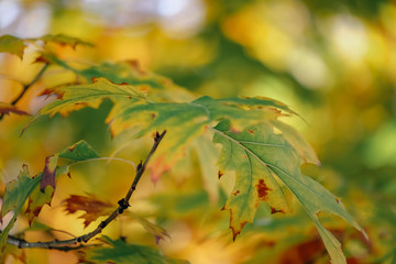 Colorful of Maple leaves on maple tree in autumn season with blue sky background