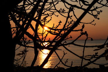 View of the sunset through the trees on the shore. Dark silhouettes of trees on the background of the sunset sun reflecting in the sea.