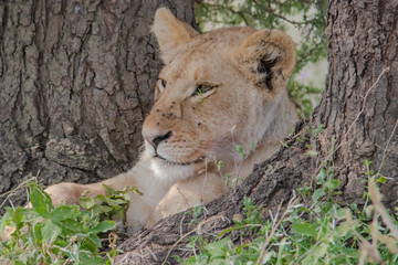 lion face