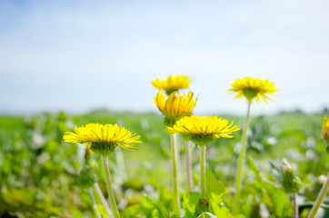 晴れた日のたんぽぽの花