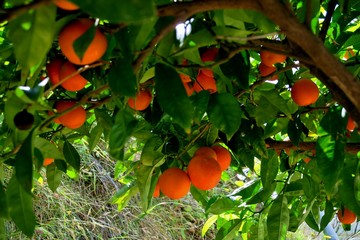 tree covered with ripe oranges and white flowers