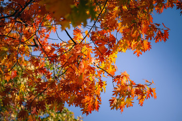 Colorful of Maple leaves on maple tree in autumn season with blue sky background
