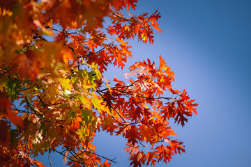 Colorful of Maple leaves on maple tree in autumn season with blue sky background