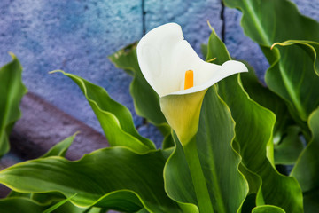 calla lilly flower in the garden