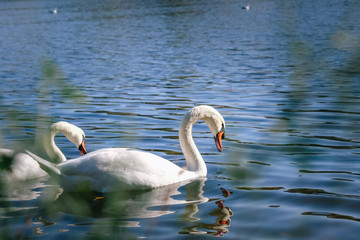 closeup white swan in the river