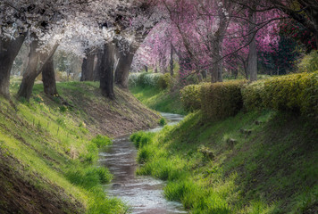 winding creek with cherry blossoms in full bloom