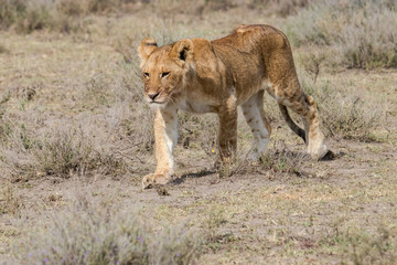 young lion walking in the savannah