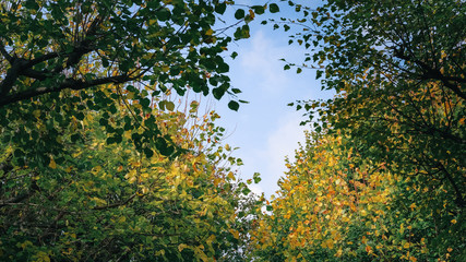 Colorful of Maple leaves on maple tree in autumn season with blue sky background