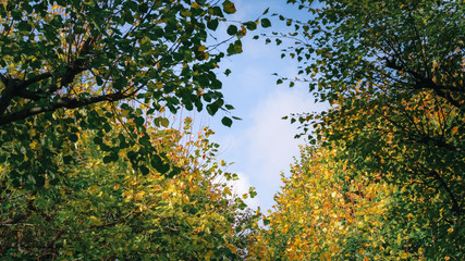 Colorful of Maple leaves on maple tree in autumn season with blue sky background