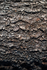 texture of tree bark as background