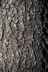 texture of tree bark as background