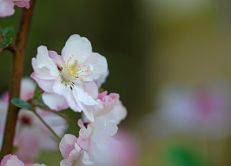Flowering crabapple in the garden