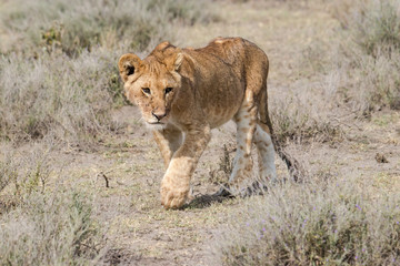 young lion walking in the savannah