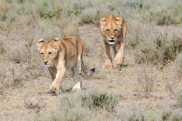 Naklejka na ściany i meble two young lions walking