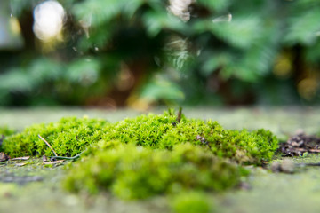 Mossy Pillow on Top of a Wall, Closeup, Macro