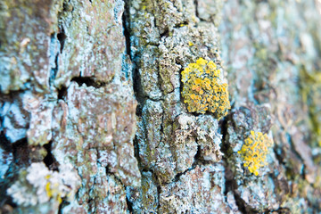 Tree Trunk Bark with Growing Liechens, Close Up